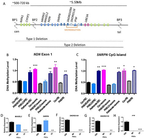 ipsc prader willi replication